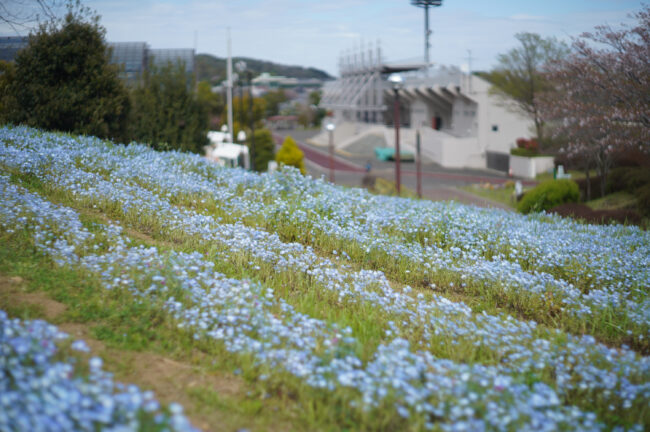 荻野運動公園のネモフィラ