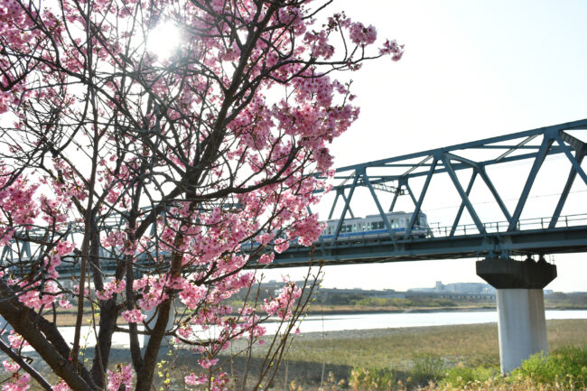 相模川沿いのサクラ