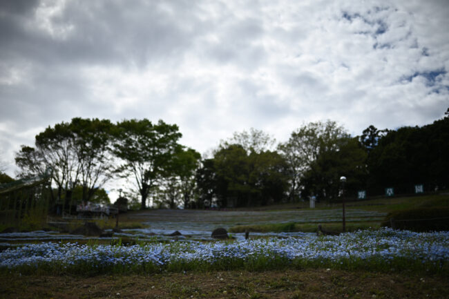 荻野運動公園のネモフィラ