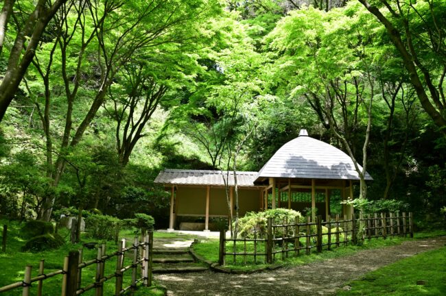県立七沢森林公園寸草亭の新緑の写真