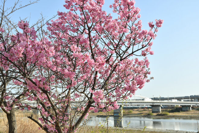 相模川沿いのサクラ