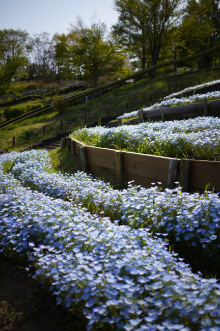 荻野運動公園のネモフィラ