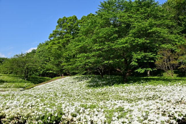 あつぎつつじの丘公園のツツジの写真