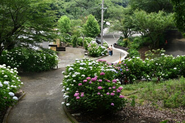 飯山観音のアジサイの写真