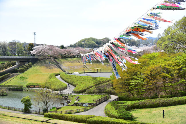 鯉のぼりの写真