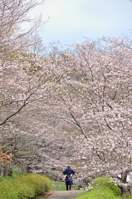 あつぎつつじの丘公園のサクラの写真