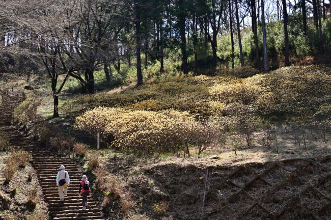 県立七沢森林公園さくらの園のミツマタの写真