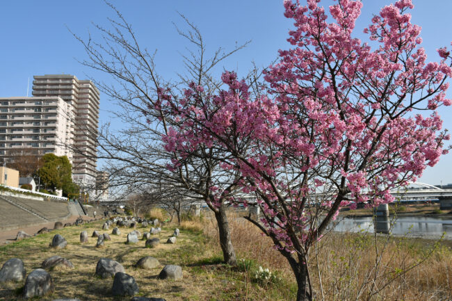 相模川沿いのサクラ