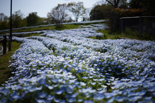 荻野運動公園のネモフィラ