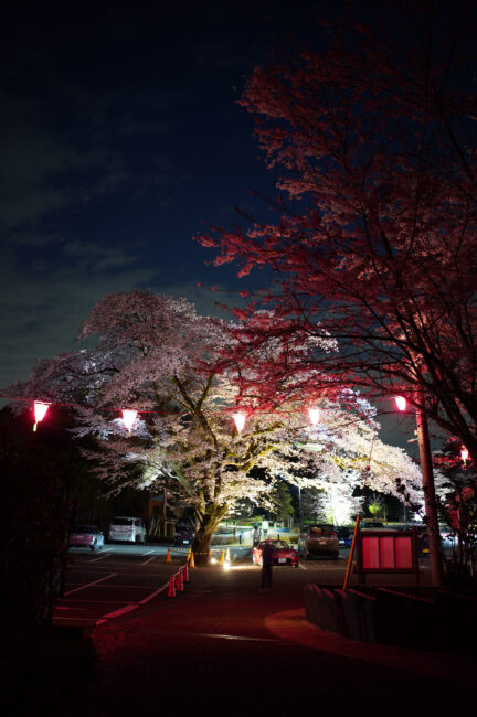 飯山桜の広場のライトアップ