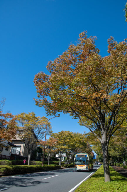 森の里の紅葉