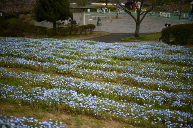 荻野運動公園のネモフィラ