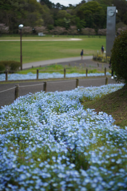 荻野運動公園のネモフィラ