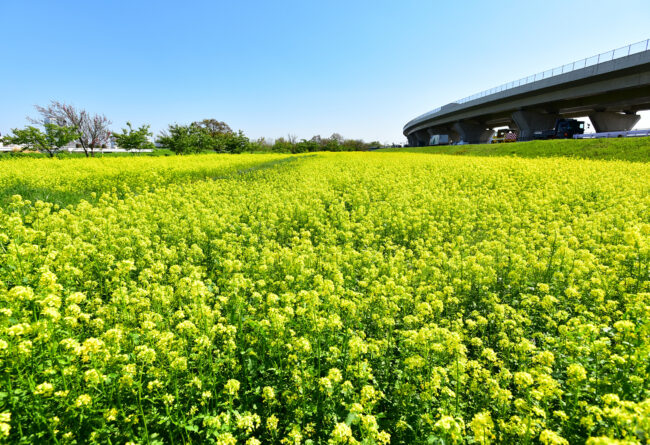 菜の花の写真