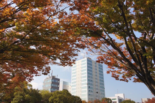 厚木中央公園の紅葉の写真