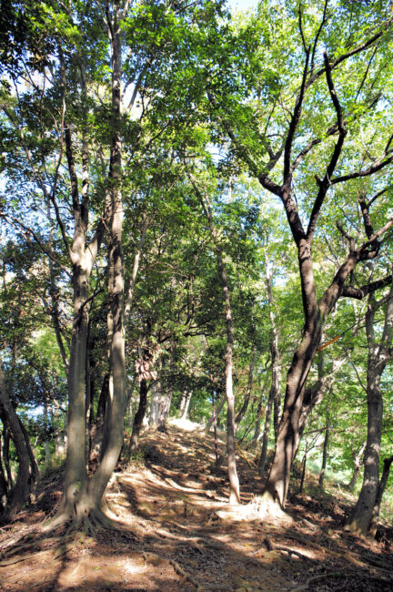 県立七沢森林公園の尾根のさんぽ道の写真