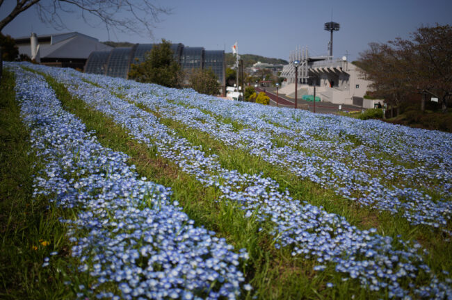 荻野運動公園のネモフィラ