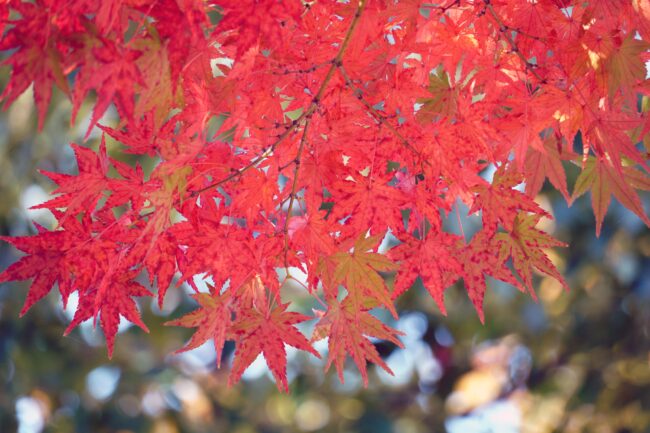 厚木中央公園の紅葉の写真