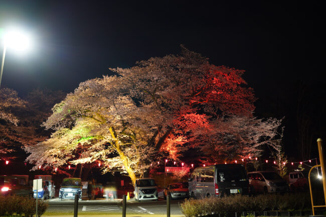 飯山桜の広場のライトアップ