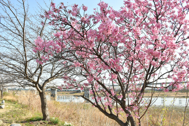 相模川沿いのサクラ