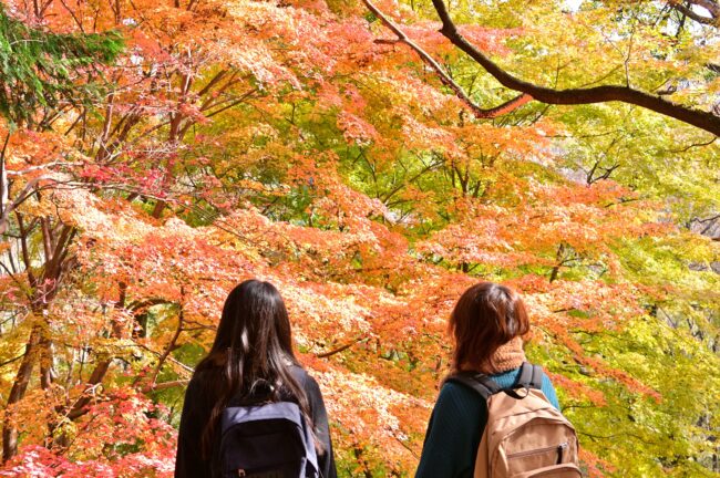 飯山白山森林公園の紅葉の写真