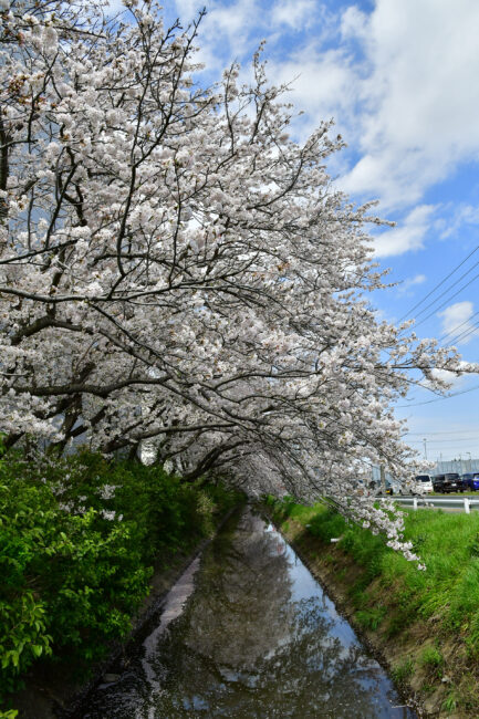 サクラの写真