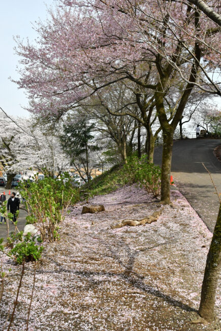 飯山桜の広場