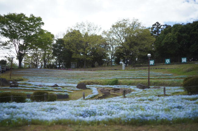 荻野運動公園のネモフィラ