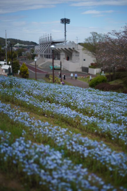 荻野運動公園のネモフィラ