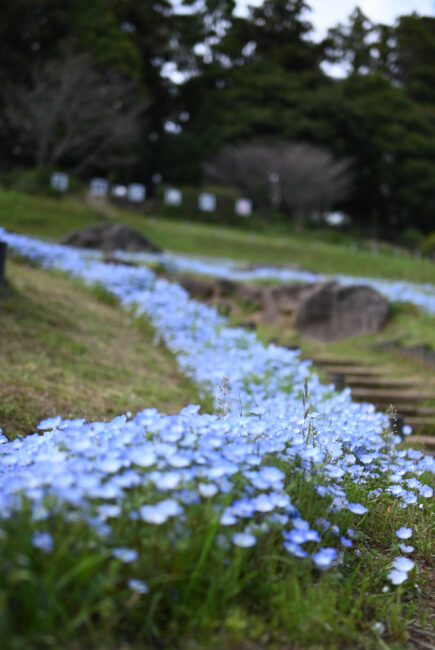 荻野運動公園のネモフィラ