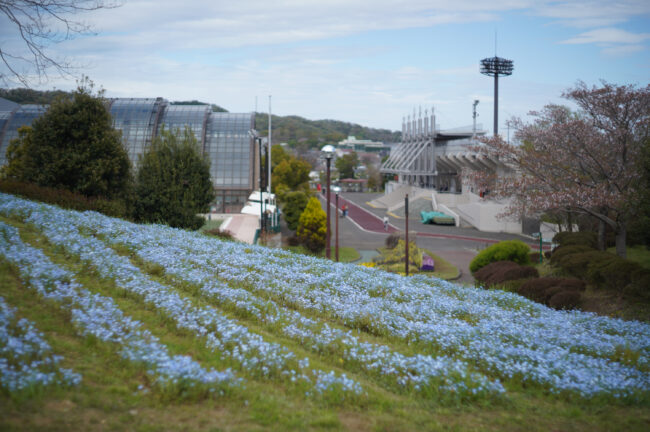 荻野運動公園のネモフィラ