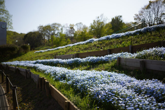 荻野運動公園のネモフィラ