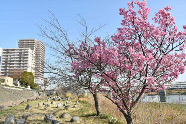 相模川沿いのサクラ