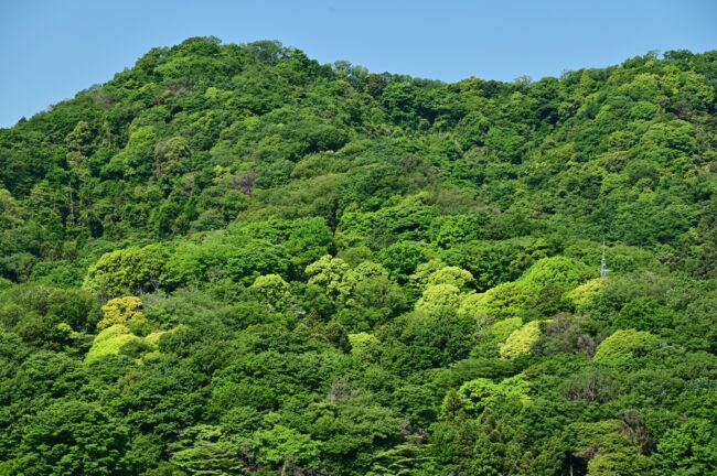 新緑の鐘ヶ嶽の写真