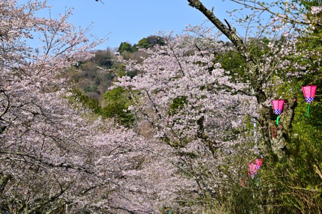 飯山観音長谷寺のサクラの写真