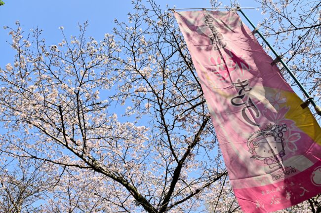 飯山観音大門参道のサクラの写真