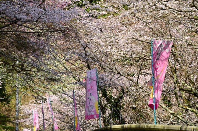 飯山観音大門参道のサクラの写真