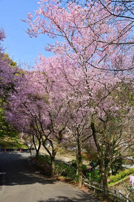 飯山観音長谷寺のサクラの写真