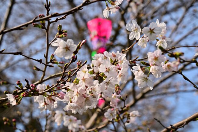 飯山白山森林公園桜の広場周辺のサクラの写真