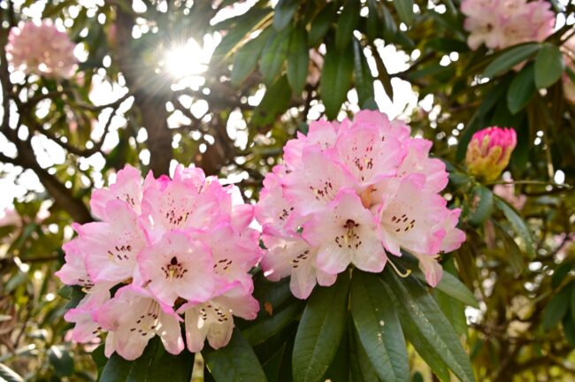 県立七沢森林公園さくらの園のシャクナゲの写真