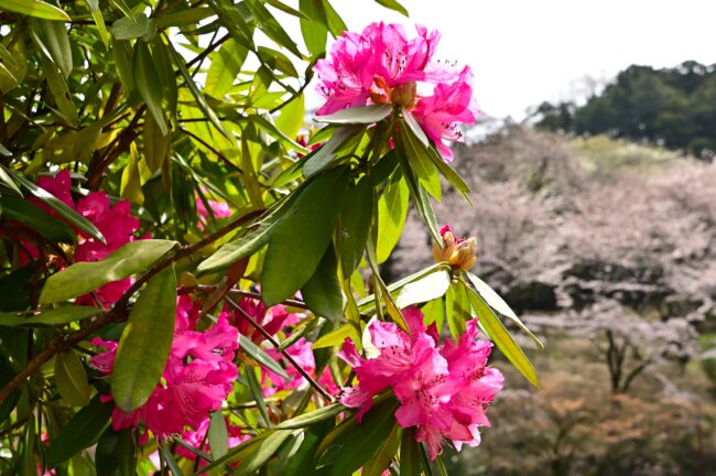 県立七沢森林公園さくらの園のシャクナゲの写真