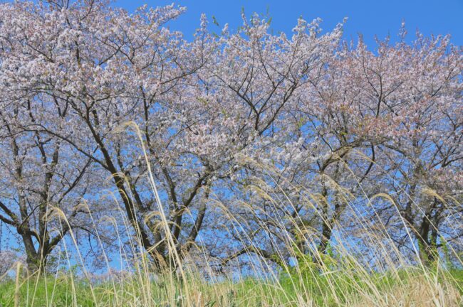 相模川三川合流点のサクラの写真