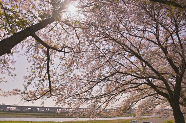 相模川三川合流点のサクラの写真