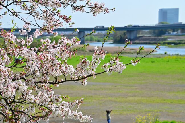 相模川三川合流点のサクラの写真