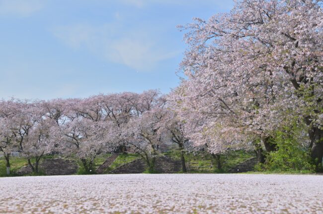 相模川三川合流点のサクラの写真