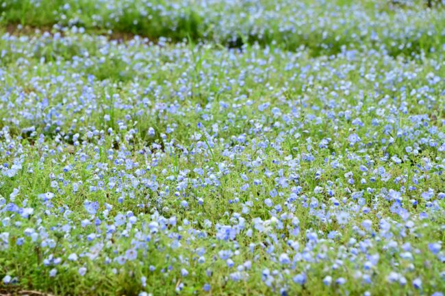 荻野運動公園のネモフィラの写真