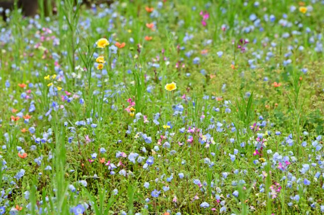 荻野運動公園のネモフィラの写真