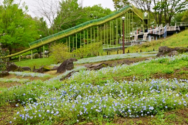 荻野運動公園のネモフィラの写真