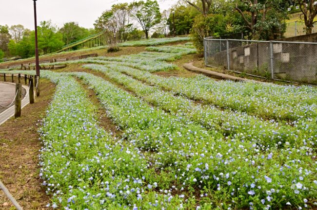 荻野運動公園のネモフィラの写真