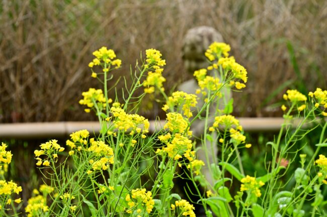 飯山花の里のナノハナの写真